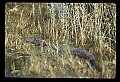 10001-00112-American Alligator.jpg