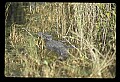 10001-00113-American Alligator.jpg