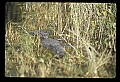 10001-00114-American Alligator.jpg