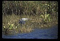 10001-00115-American Alligator.jpg