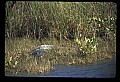 10001-00116-American Alligator.jpg