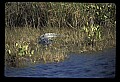 10001-00117-American Alligator.jpg