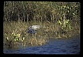 10001-00118-American Alligator.jpg