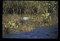 10001-00119-American Alligator.jpg