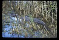 10001-00120-American Alligator.jpg
