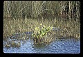 10001-00121-American Alligator.jpg