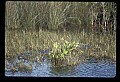 10001-00122-American Alligator.jpg