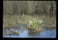 10001-00123-American Alligator.jpg