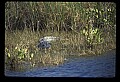 10001-00124-American Alligator.jpg