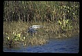 10001-00125-American Alligator.jpg