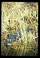 10001-00128-American Alligator.jpg