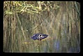 10001-00129-American Alligator.jpg