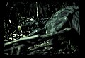 10001-00130-American Alligator.jpg