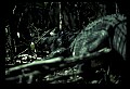 10001-00132-American Alligator.jpg