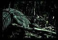 10001-00133-American Alligator.jpg