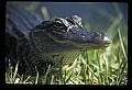 10001-00134-American Alligator.jpg