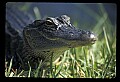 10001-00135-American Alligator.jpg