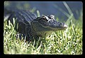 10001-00137-American Alligator.jpg