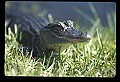 10001-00141-American Alligator.jpg