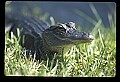 10001-00142-American Alligator.jpg