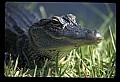 10001-00147-American Alligator.jpg
