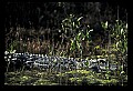10001-00149-American Alligator.jpg