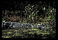 10001-00150-American Alligator.jpg