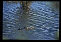 10001-00152-American Alligator.jpg