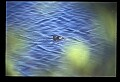 10001-00154-American Alligator.jpg