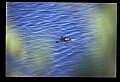 10001-00156-American Alligator.jpg