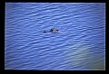 10001-00157-American Alligator.jpg