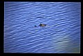 10001-00158-American Alligator.jpg