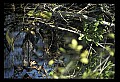 10001-00159-American Alligator.jpg