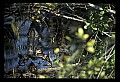 10001-00160-American Alligator.jpg