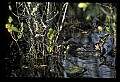 10001-00161-American Alligator.jpg