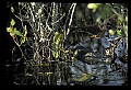 10001-00162-American Alligator.jpg