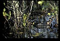 10001-00164-American Alligator.jpg