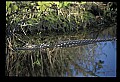 10001-00165-American Alligator.jpg