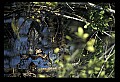 10001-00166-American Alligator.jpg