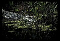 10001-00167-American Alligator.jpg