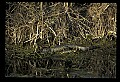 10001-00168-American Alligator.jpg
