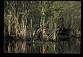 10001-00170-American Alligator.jpg