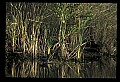 10001-00171-American Alligator.jpg