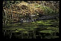 10001-00172-American Alligator.jpg
