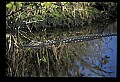 10001-00174-American Alligator.jpg