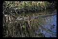 10001-00175-American Alligator.jpg