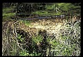 10001-00176-American Alligator.jpg