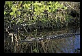 10001-00177-American Alligator.jpg