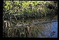 10001-00178-American Alligator.jpg