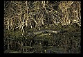 10001-00179-American Alligator.jpg